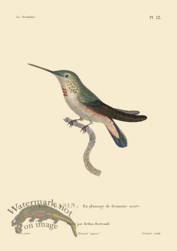 Humming Bird 12